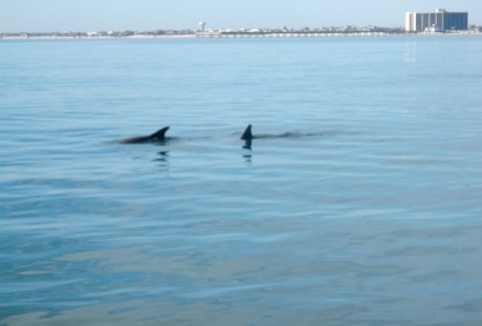 dolphin feeding near south jetty