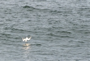 breakfast dive, seagull